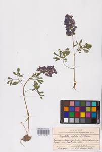 Хохлатка плотная (L.) Clairv., Восточная Европа, Южно-Украинский район (E12) (Украина)