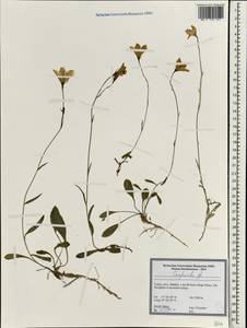 Колокольчик, Зарубежная Азия (ASIA) (Турция)