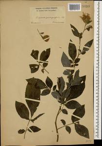 Клазея пятилистная (Willd.) Greuter & Wagenitz, Кавказ (без точных местонахождений) (K0)