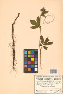 Сабельник болотный L., Восточная Европа, Восточный район (E10) (Россия)