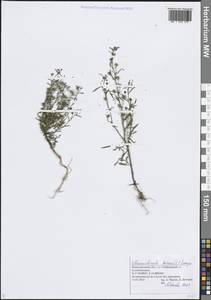 Льняночка малая, Хеноринум малый (L.) Lange, Восточная Европа, Волжско-Камский район (E7) (Россия)