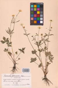 Лютик близкий C.A.Mey., Сибирь, Западная Сибирь (S1) (Россия)