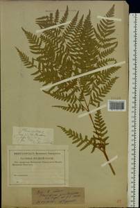 Pteridium aquilinum subsp. pinetorum (C. N. Page & R. R. Mill) J. A. Thomson, Восточная Европа, Средневолжский район (E8) (Россия)