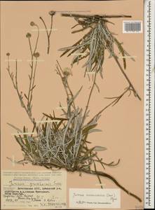 Наголоватка предкавказская (Sosn.) Iljin, Кавказ, Дагестан (K2) (Россия)