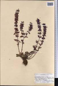 Змееголовник поникший L., Средняя Азия и Казахстан, Северный и Центральный Тянь-Шань (M4) (Киргизия)