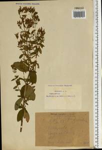 Зверобой продырявленный L., Восточная Европа, Восточный район (E10) (Россия)