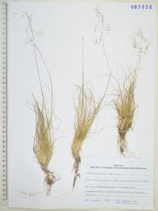 Ковылечек альпийский (F.Schmidt) Sipliv., Сибирь, Дальний Восток (S6) (Россия)