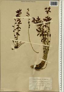 Euphorbia microsciadia Boiss., Зарубежная Азия (ASIA) (Иран)