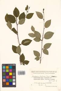 Alnus duschekia × fruticosa, Сибирь, Дальний Восток (S6) (Россия)
