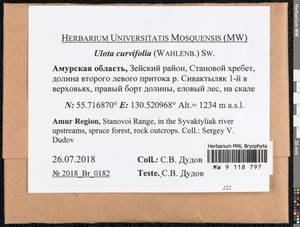 Ulota curvifolia (Wahlenb.) Sw., Гербарий мохообразных, Мхи - Дальний Восток (без Чукотки и Камчатки) (B20) (Россия)