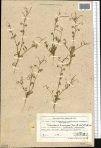 Новочеточник коротконожковый (Kar. & Kir.) Hedge & J.Léonard, Средняя Азия и Казахстан, Муюнкумы, Прибалхашье и Бетпак-Дала (M9) (Казахстан)