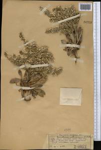 Гониолимон красивопучковый (C. A. Mey.) Boiss., Средняя Азия и Казахстан, Западный Тянь-Шань и Каратау (M3) (Казахстан)