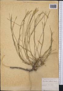 Dianthus helenae A.I. Vvedensky, Средняя Азия и Казахстан, Памир и Памиро-Алай (M2) (Узбекистан)