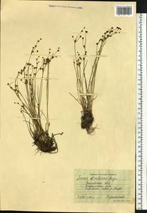 Juncus gerardi subsp. atrofuscus (Rupr.) Printz, Сибирь, Западная Сибирь (S1) (Россия)