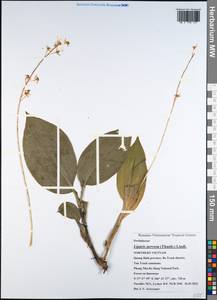 Liparis nervosa (Thunb.) Lindl., Зарубежная Азия (ASIA) (Вьетнам)