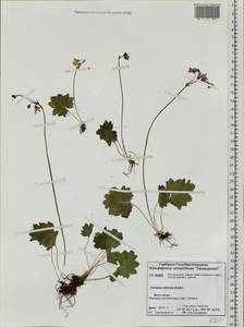 Primula matthioli subsp. sibirica (Andrz. ex Besser) Kovt., Сибирь, Центральная Сибирь (S3) (Россия)