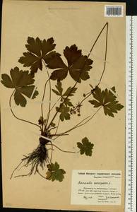 Подлесник европейский L., Восточная Европа, Московская область и Москва (E4a) (Россия)