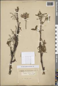 Farinopsis salesoviana (Stephan) Chrtek & Soják, Средняя Азия и Казахстан, Северный и Центральный Тянь-Шань (M4) (Киргизия)