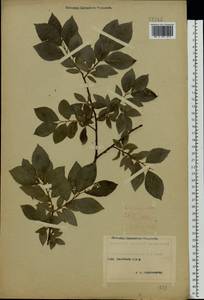 Ива мирзинолистная, Ива чернеющая Salisb., Восточная Европа, Центральный лесостепной район (E6) (Россия)