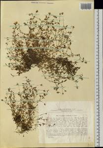Диходон ясколковый (L.) Rchb., Сибирь, Прибайкалье и Забайкалье (S4) (Россия)