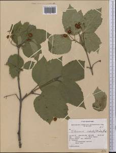 Viburnum edule (Michx.) Raf., Америка (AMER) (США)