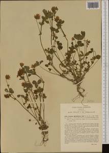 Trifolium michelianum Savi, Западная Европа (EUR) (Италия)