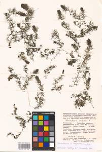 MHA 0 162 668, Utricularia ×neglecta Lehm., Средняя Азия и Казахстан, Прикаспийский Устюрт и Северное Приаралье (M8) (Казахстан)