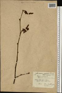 Орешник обыкновенный, Лещина обыкновенная L., Восточная Европа, Московская область и Москва (E4a) (Россия)