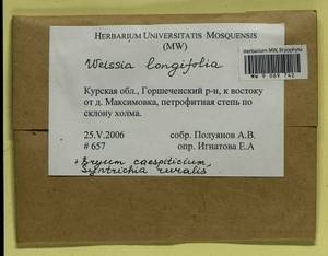 Ptychostomum imbricatulum (Müll. Hal.) Holyoak & N. Pedersen, Гербарий мохообразных, Мхи - Центральное Черноземье (B10) (Россия)