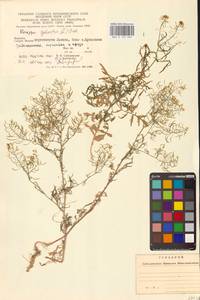 Жерушник лесной (L.) Besser, Восточная Европа, Западно-Украинский район (E13) (Украина)