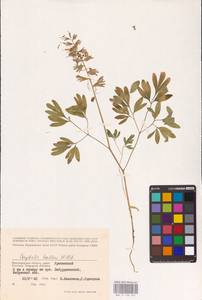 Хохлатка плотная (L.) Clairv., Восточная Европа, Нижневолжский район (E9) (Россия)