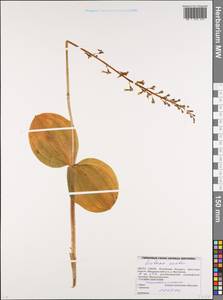 Гнездовка яйцевидная (L.) Bluff & Fingerh., Восточная Европа, Белоруссия (E3a) (Белоруссия)