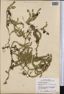 Spinulum annotinum subsp. annotinum, Америка (AMER) (Канада)