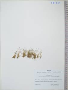 KHA1835, Болотница йокосукская (Franch. & Sav.) Tang & F.T.Wang, Сибирь, Дальний Восток (S6) (Россия)