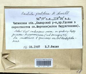 Radula prolifera Arnell, Гербарий мохообразных, Мхи - Прибайкалье и Забайкалье (B18) (Россия)