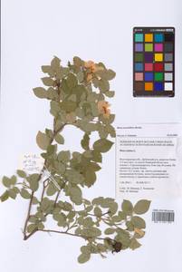 Шиповник щитконосный, Роза щитконосная Borkh., Восточная Европа, Нижневолжский район (E9) (Россия)