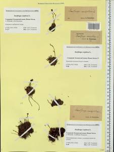 Камнеломка дернистая L., Восточная Европа, Северный район (E1) (Россия)