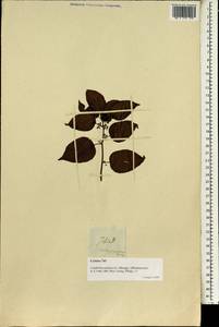 Colubrina asiatica (L.) Brongn., Зарубежная Азия (ASIA) (Филиппины)