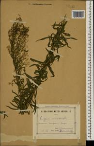 Мелколепестник канадский L., Кавказ, Армения (K5) (Армения)