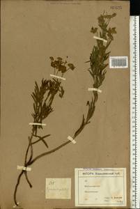 Euphorbia tommasiniana Bertol., Восточная Европа, Северо-Украинский район (E11) (Украина)