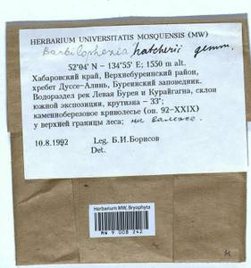 Barbilophozia hatcheri (A. Evans) Loeske, Гербарий мохообразных, Мхи - Дальний Восток (без Чукотки и Камчатки) (B20) (Россия)