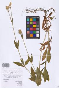 Дрема белая (Mill.) Greuter & Burdet, Восточная Европа, Центральный лесостепной район (E6) (Россия)