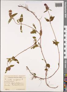 Черноголовка обыкновенная L., Кавказ, Грузия (K4) (Грузия)