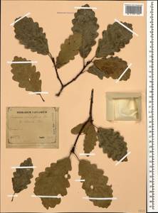 Quercus petraea subsp. polycarpa (Schur) Soó, Кавказ, Азербайджан (K6) (Азербайджан)