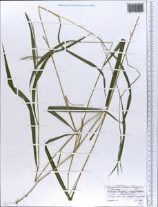 Костер Бенекена (Lange) Trimen, Восточная Европа, Белоруссия (E3a) (Белоруссия)