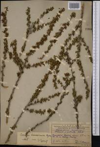 Prunus prostrata var. concolor (Boiss.) Lipsky, Средняя Азия и Казахстан, Западный Тянь-Шань и Каратау (M3) (Казахстан)