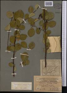 Кизильник замечательный Pojark., Средняя Азия и Казахстан, Памир и Памиро-Алай (M2) (Таджикистан)