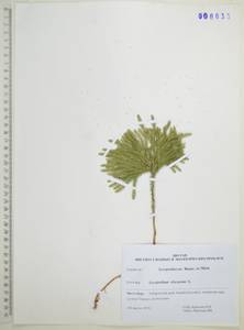Dendrolycopodium obscurum (L.) A.Haines, Сибирь, Дальний Восток (S6) (Россия)