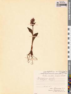 Пальчатокоренник остистый (Fisch. ex Lindl.) Soó, Сибирь, Чукотка и Камчатка (S7) (Россия)