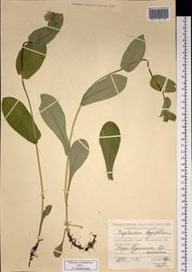 Володушка длиннолистная L., Сибирь, Центральная Сибирь (S3) (Россия)